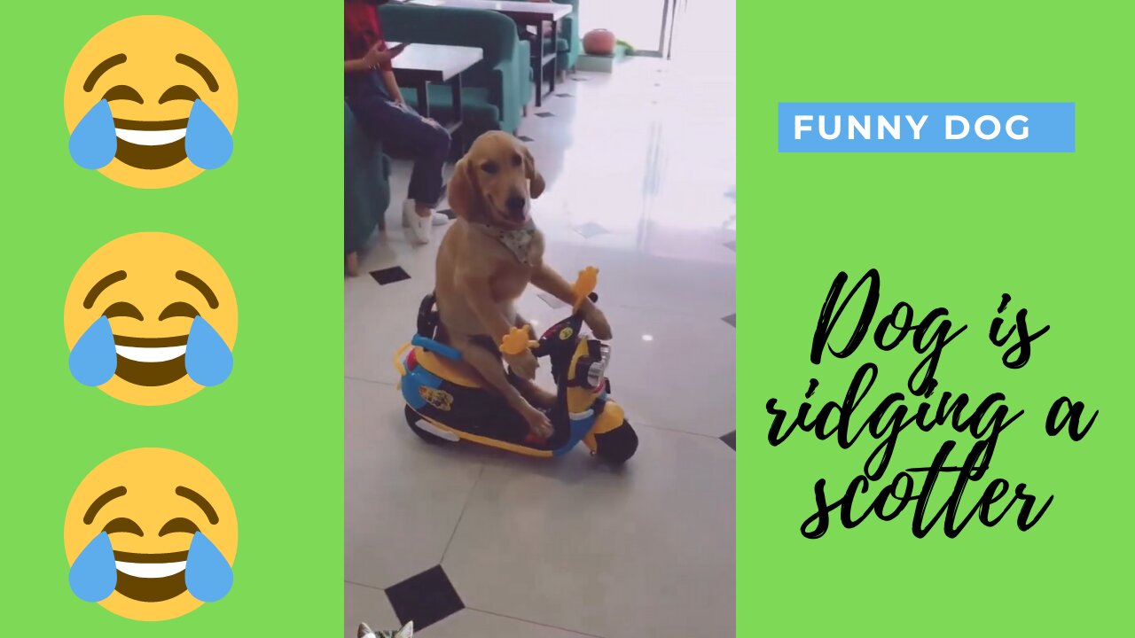 Funny Dog Video, Dog is riding on a scotter