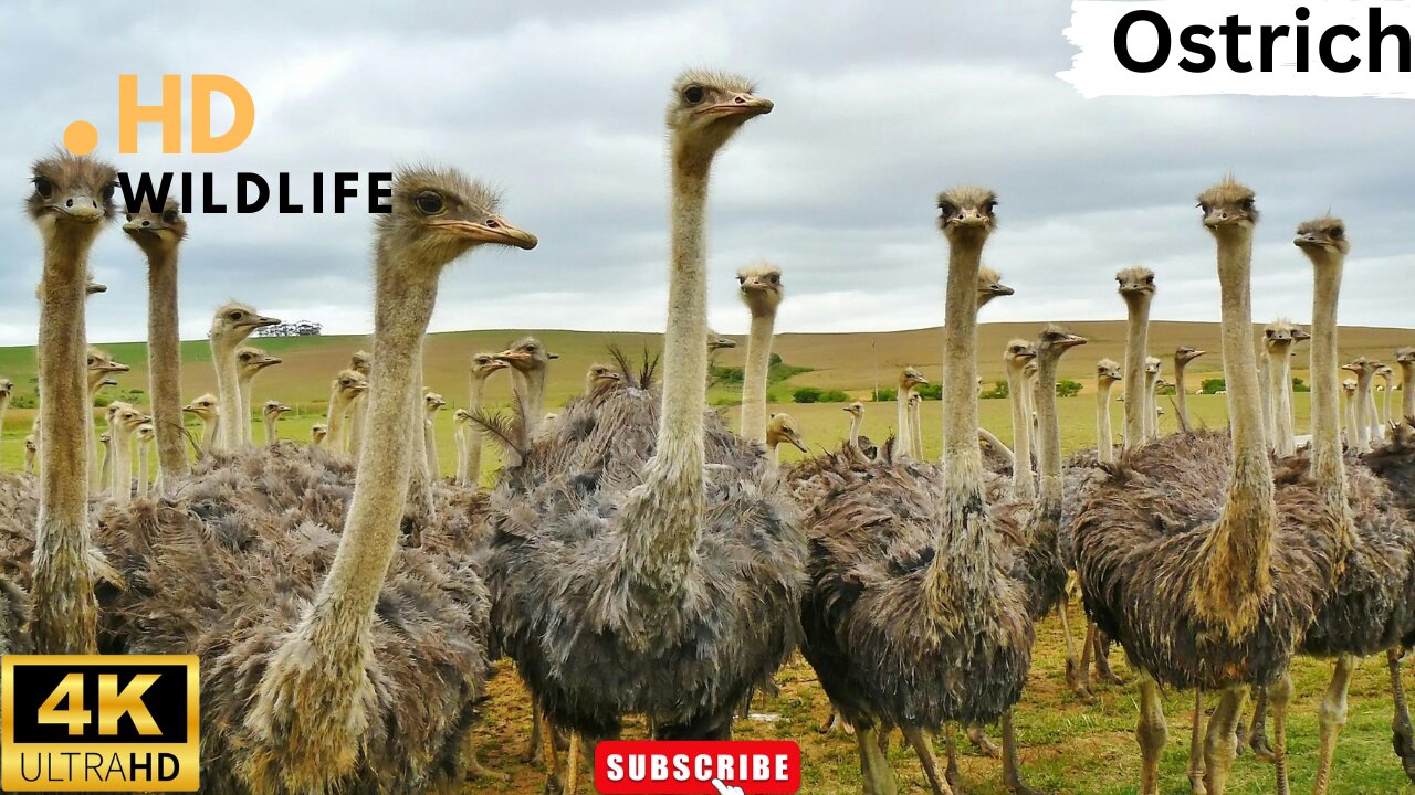 OSTRICH VIDEOS WITH MUSIC WILDLIFE ll Epic Fail ll