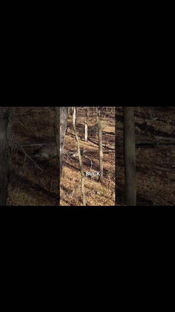 This Hunt Ended EXACTLY How We’d Hoped! (MO Buck Down!)