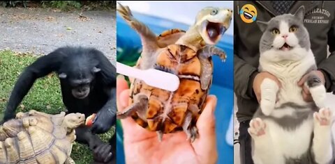 Funny Animal videos 2022 latest. Try without laughing!! OMG so funny