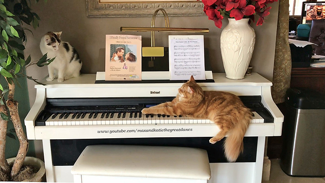 Jack the Cat Plays Piano with Cat Audience