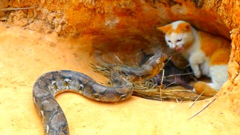 SNAKE VS CAT FIGHT