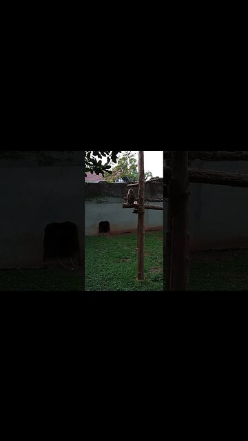 Monkey is trying to communicate. 😇