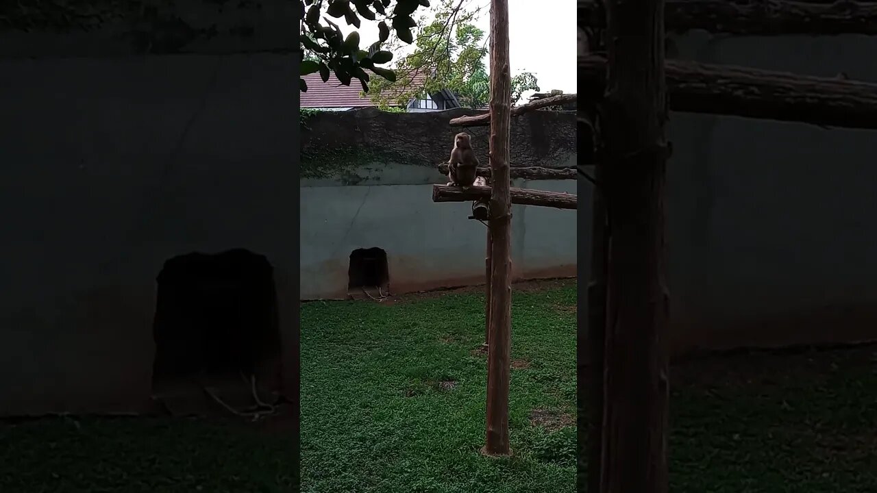 Monkey is trying to communicate. 😇