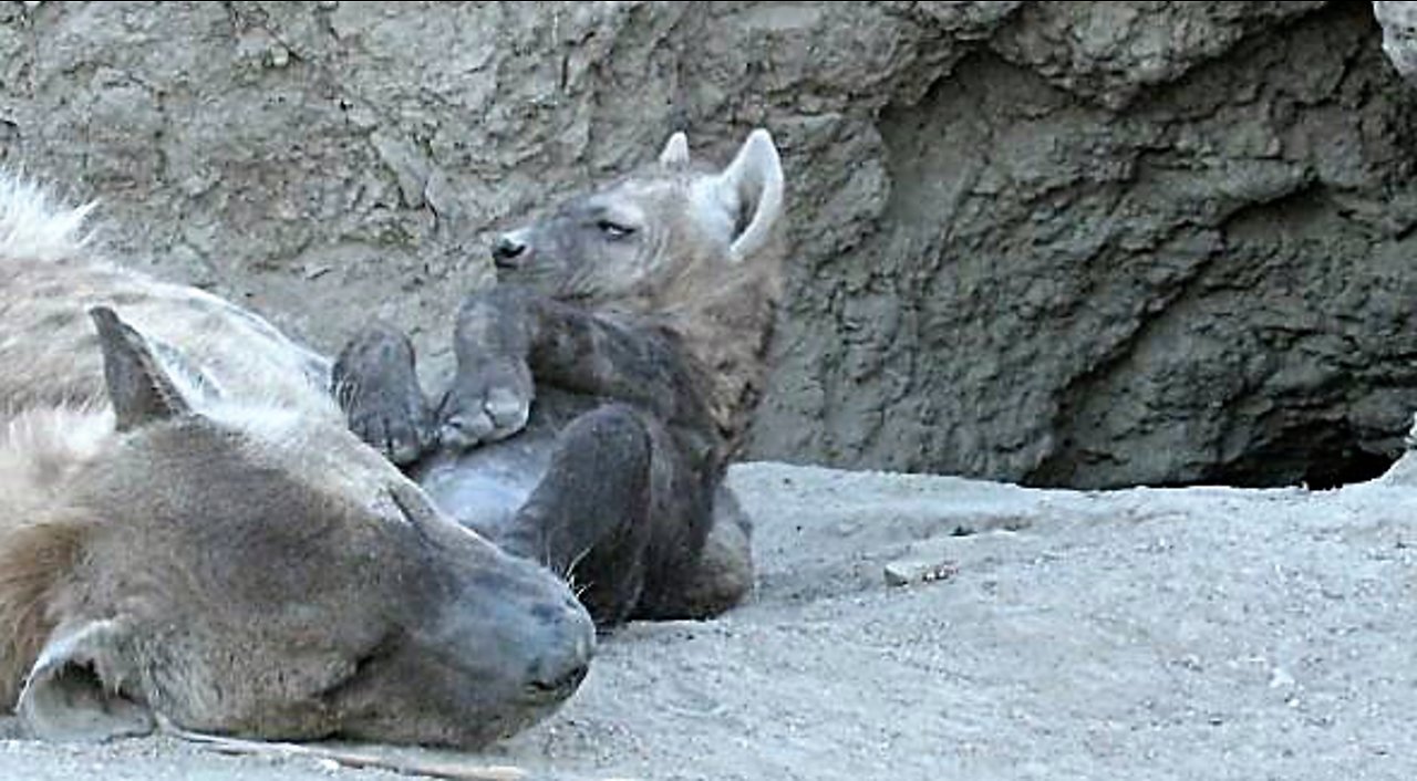 Baby hyena struggles to stay awake while lying belly up next to mommy