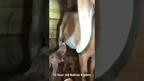 #nubiangoats #milkgoat #countryliving #homesteading #livingthedream