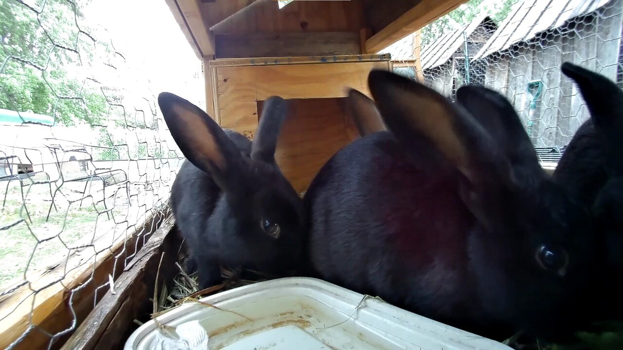 Young rabbit hanging out together