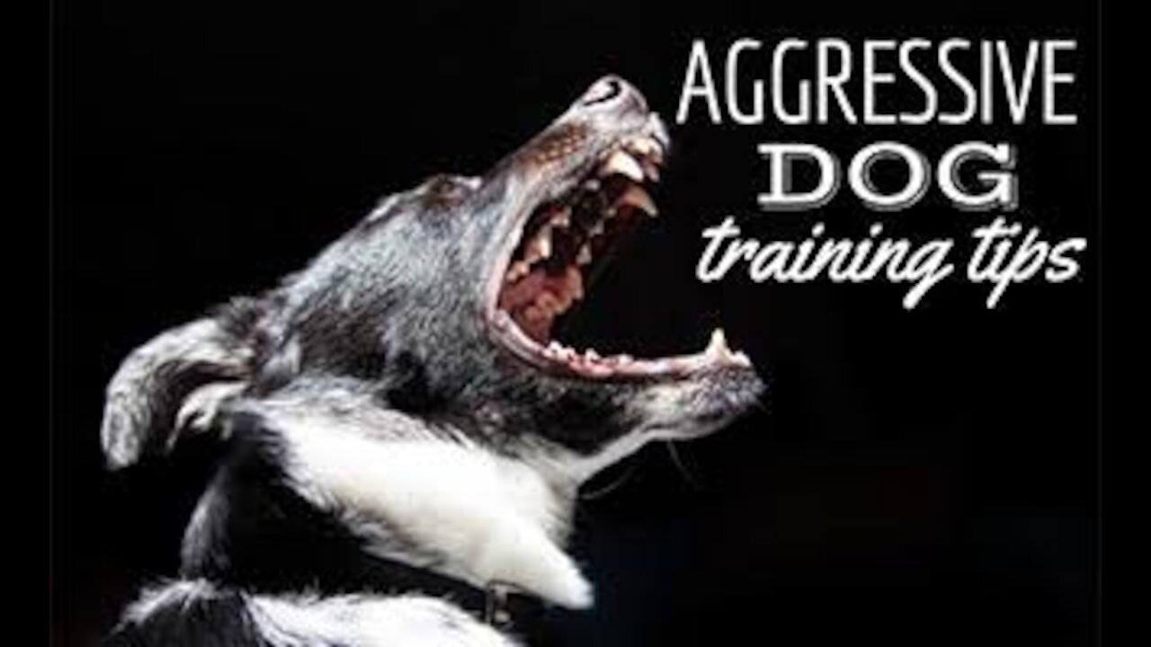 How To Make Dog Instantly Aggressive With Simple Tricks