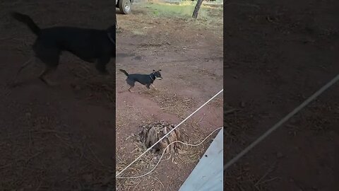 run Snickers run