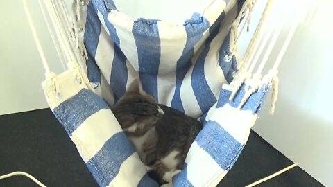 Kitten In His Hammock