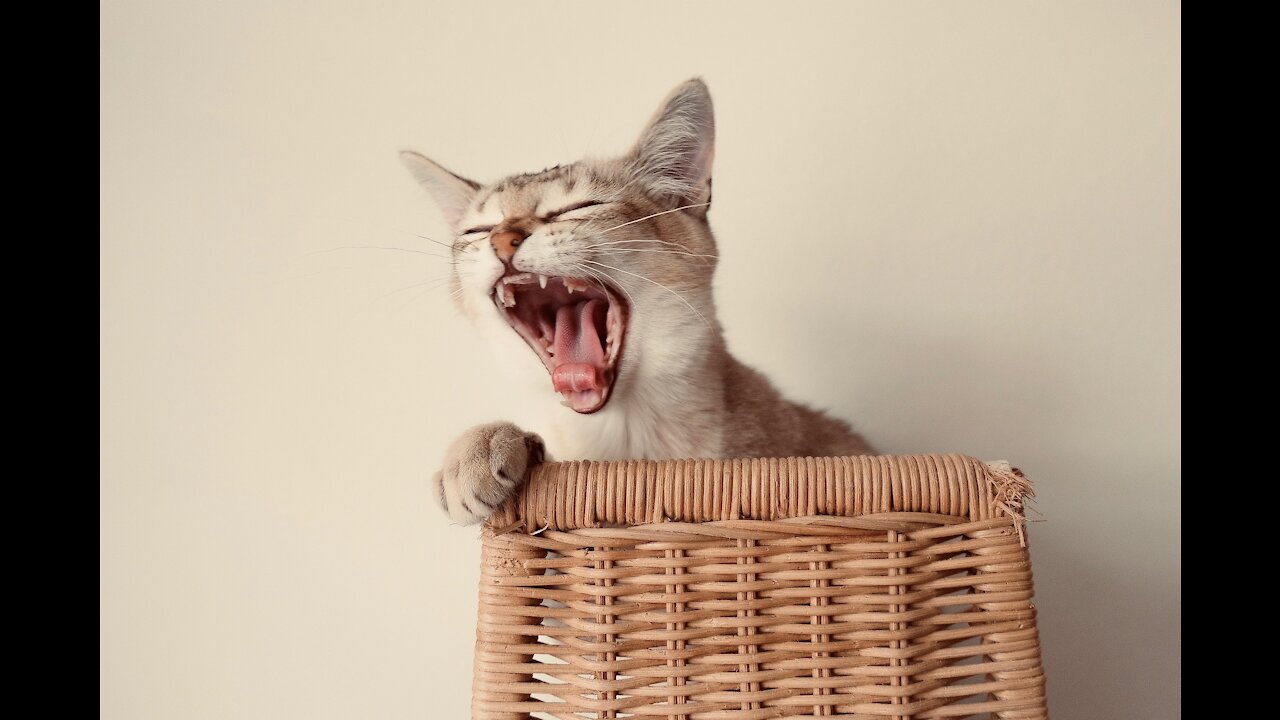 TOP Ultra Cute And Funny Pets Laughing Compilation #4