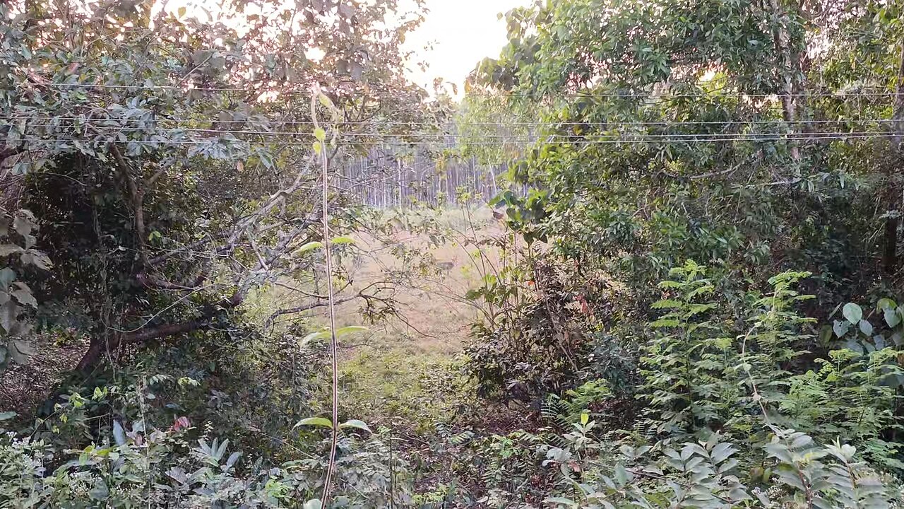 Spot the deer