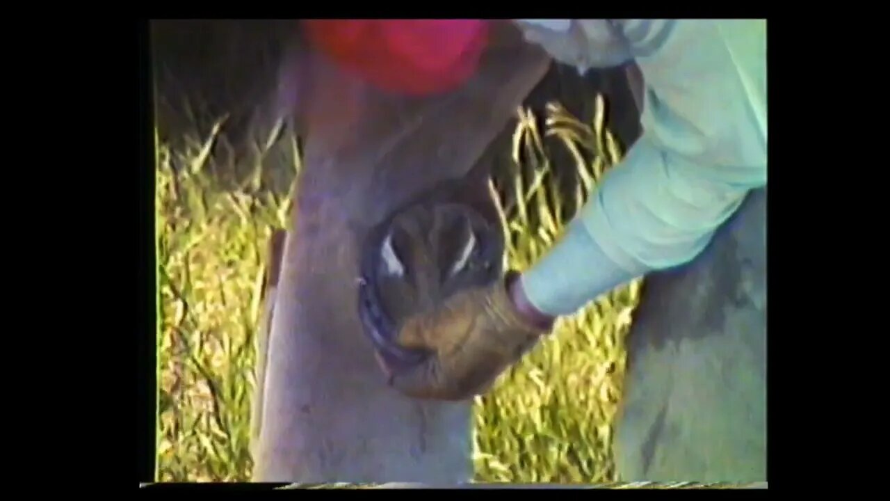 Reel's Triple "R" Ranch Cody Wy Jerry Lanchberry shoes shods Brandy Indian and Dink