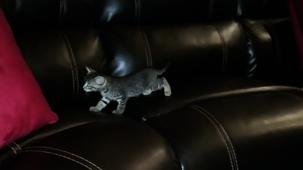 Kitten passes through Einstein-Rosen Bridge in Couch ⚛ ♾ 🙀