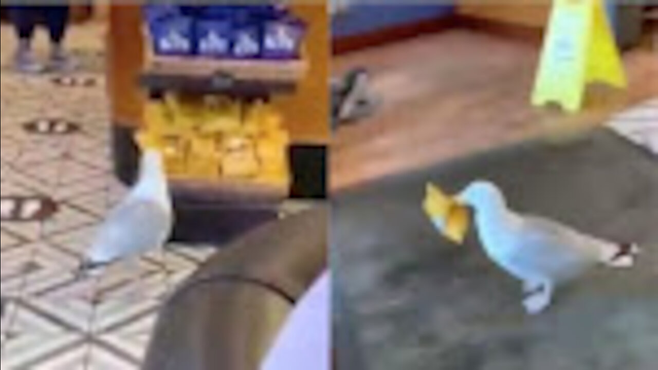 Clever Seagull steals sandwich from the store! (Funny)