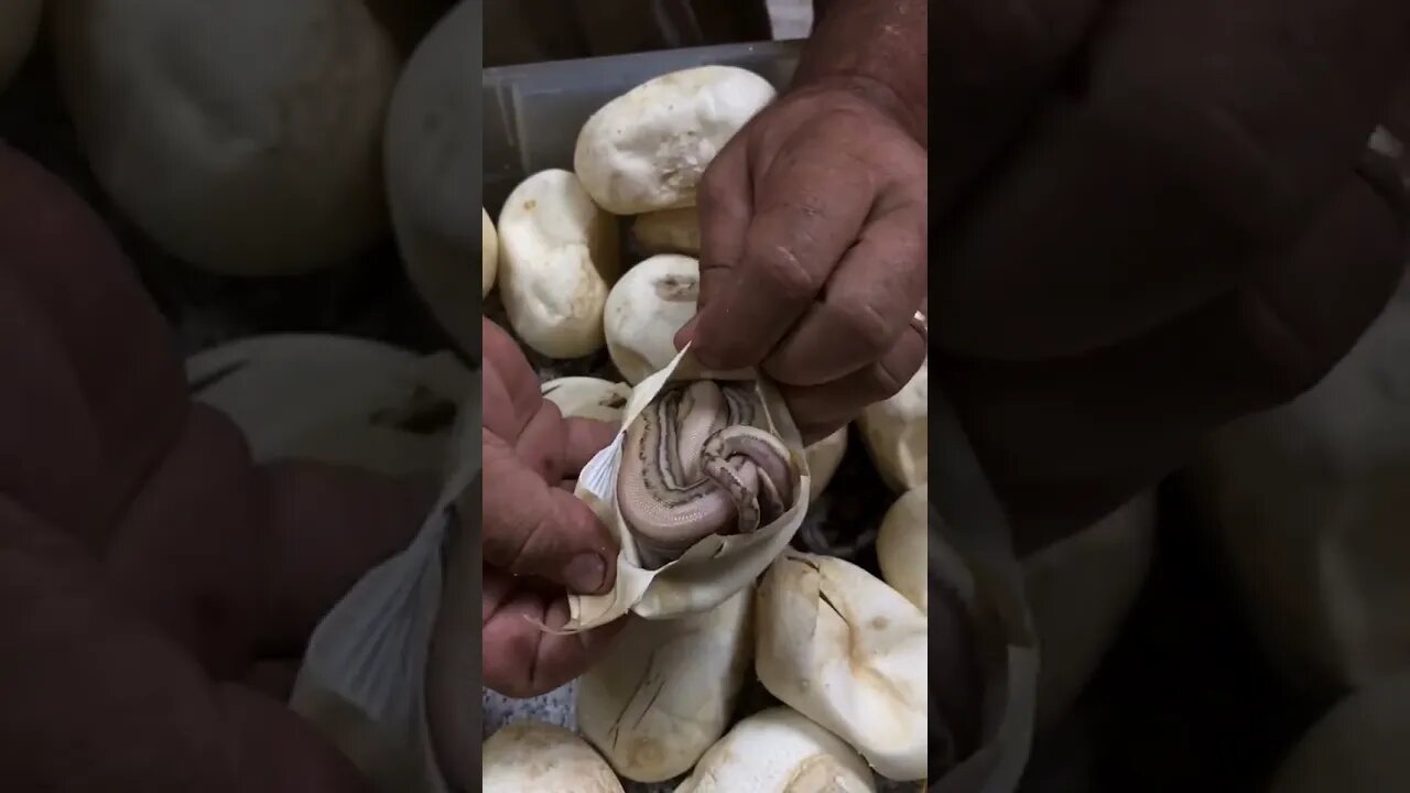 Conoce como está una bebé serpiente en su propio huevo al abrirlo