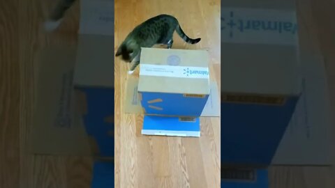 Cat in a Box Surprise