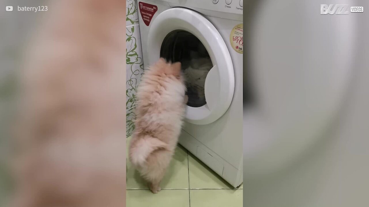 Un petit chien fasciné par la machine à laver