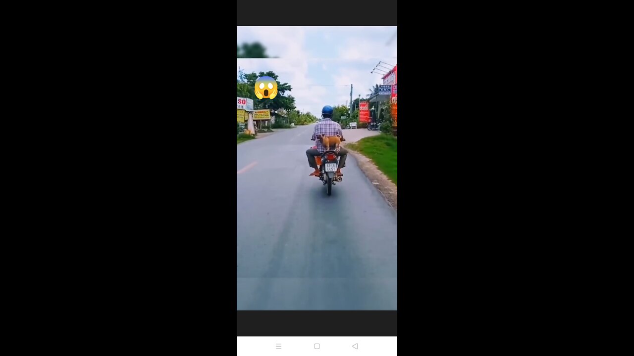 Dog Gog Super Funny Dog Videos