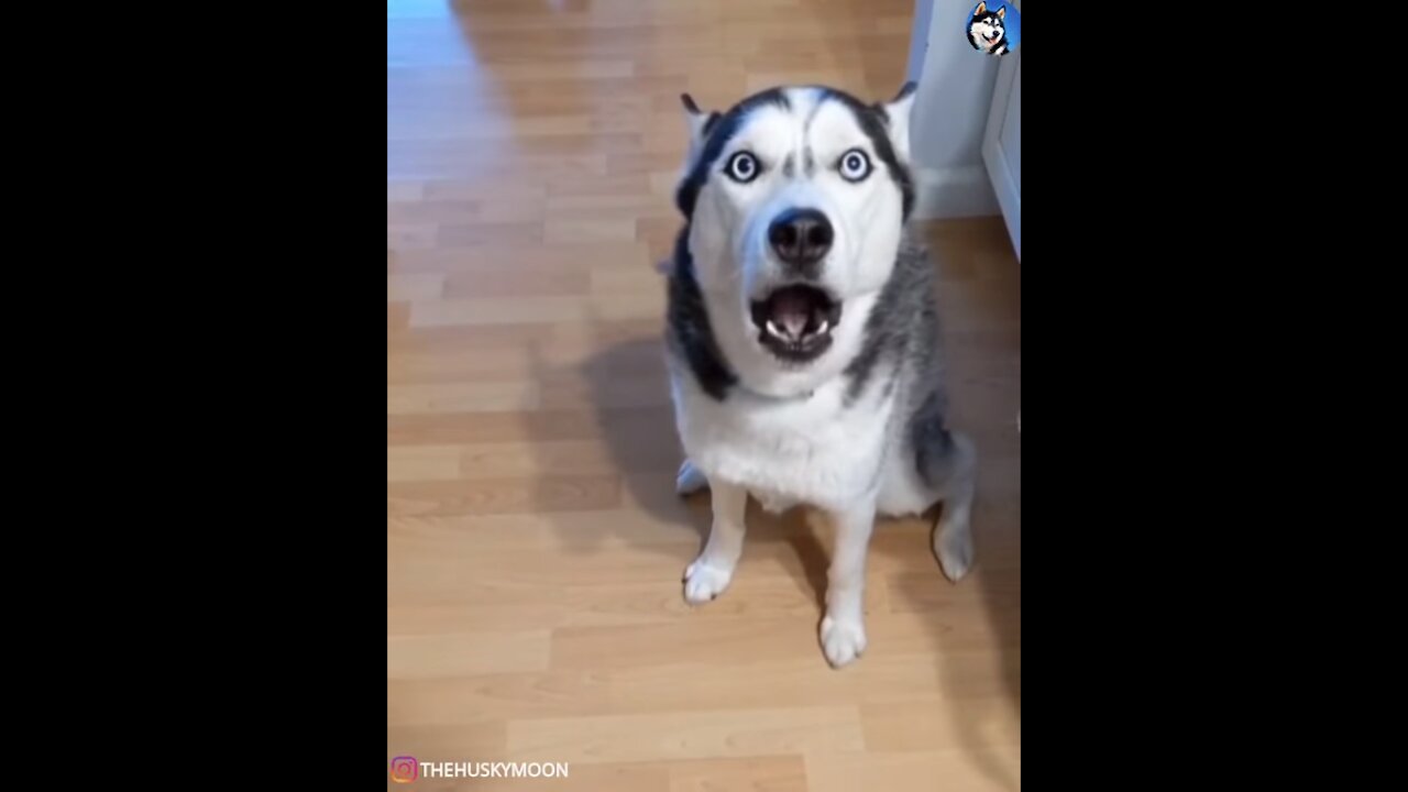 Siberian Husky Has Some Serious Sass!