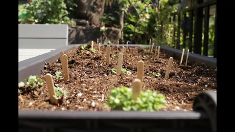 My Awesome Patio Garden - Planters, Compost Tower and Vertical Garden!