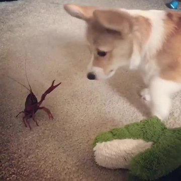 Silly Corgi Really Wants To Be Friends With Crayfish