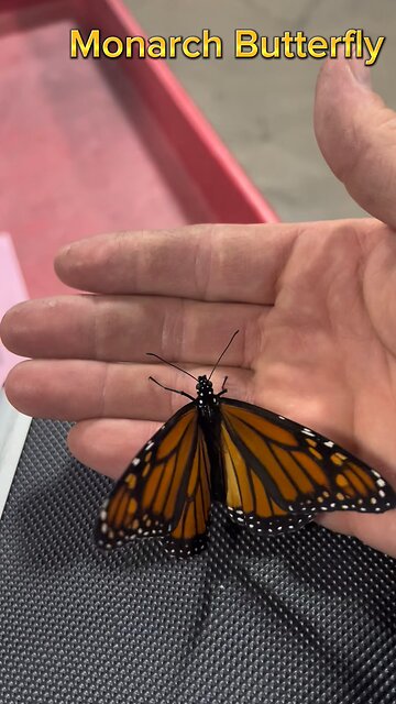 Monarch Butterfly