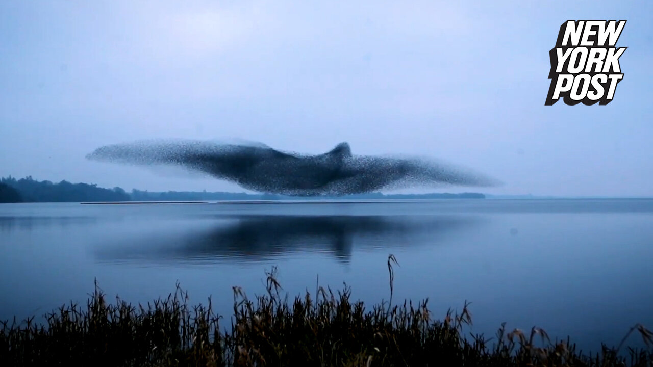 Starlings fly into the shape of giant bird in the sky