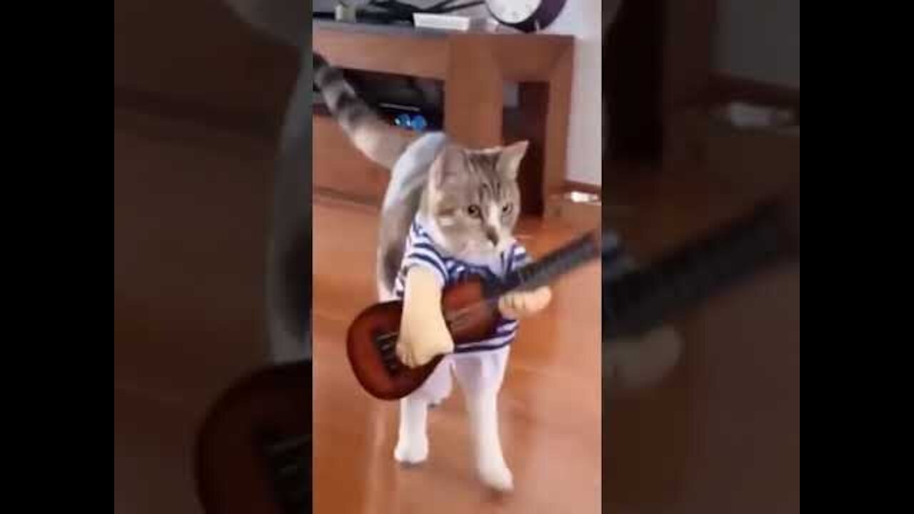 Cats enjoy on guitar