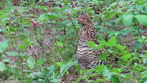 Ruffed Grouse and her Babies Boundary waters