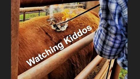 WATCH OUT for Kids! | Checking on the Littles (In the Chute - Round 141)