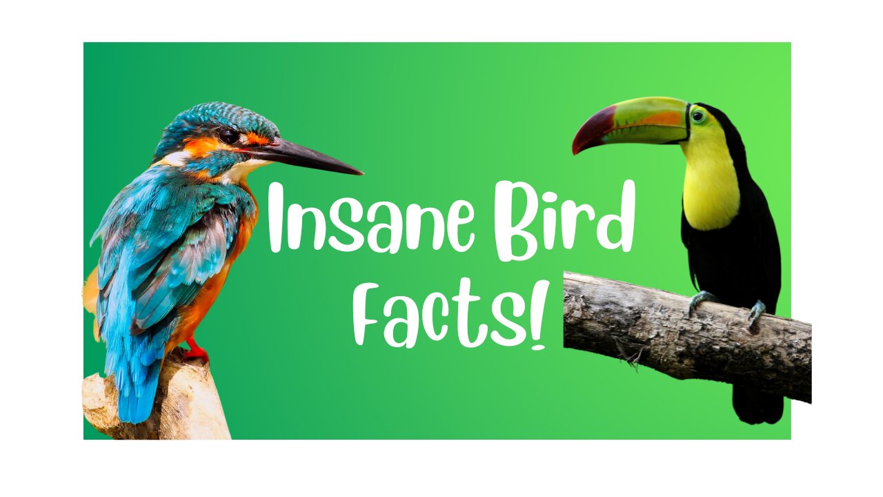 Did You Know These Shocking Birds Fact?!