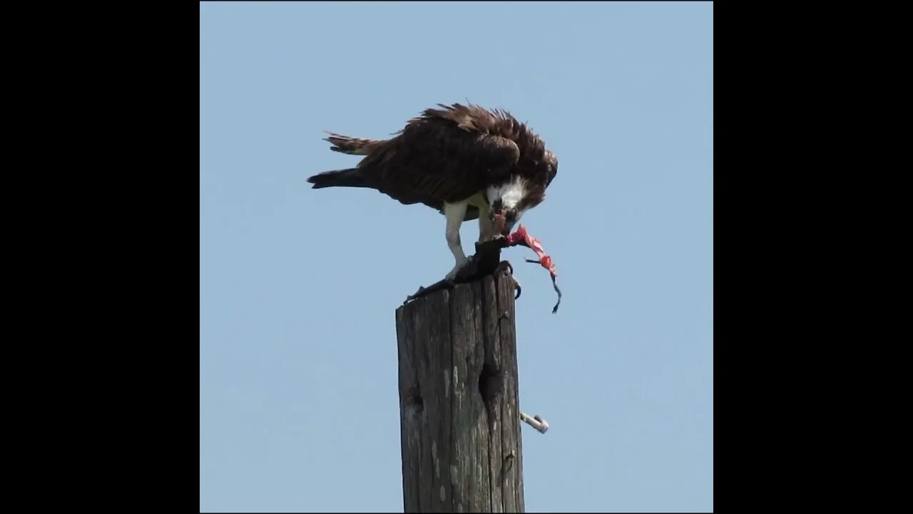 osprey