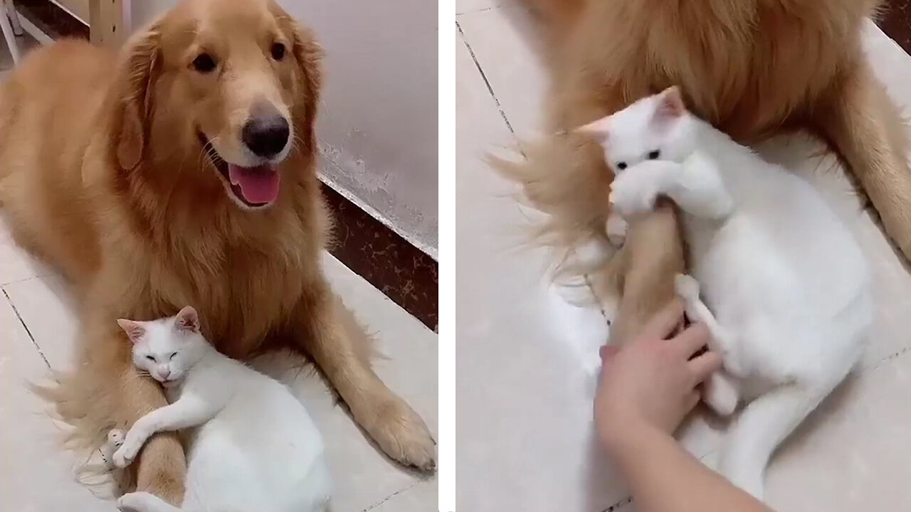 Cat not letting others to touch the Dog