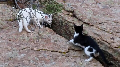 Our Cats #106 #shorts –Pasha & Pusspuss the Cats Have Two Different Rock-Climbing Methods