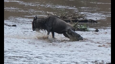 Croc taking wildebeest during migration