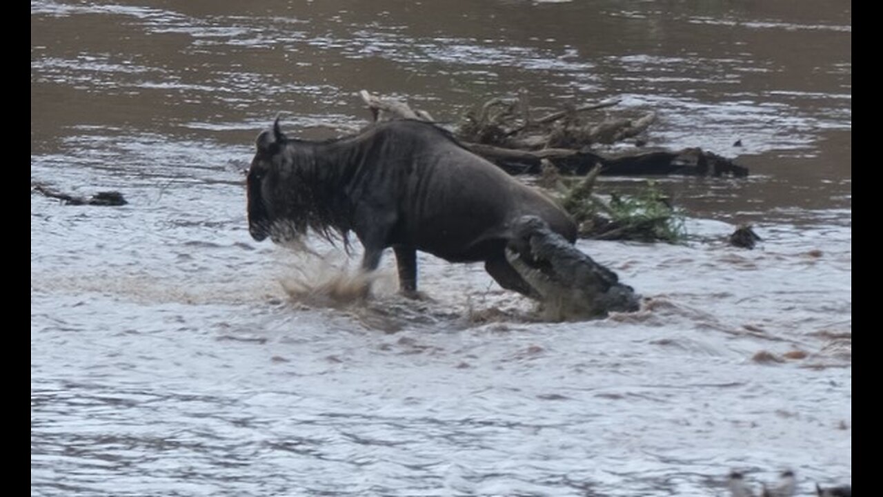 Croc taking wildebeest during migration