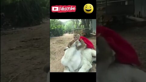 Monkey Funny shorts Videos #funnyvideo