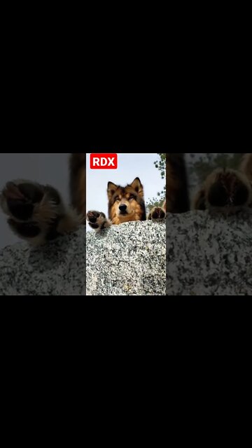 Which Breeds of Dog ?