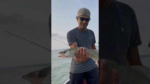 A Nice Lake Erie Walleye #shorts
