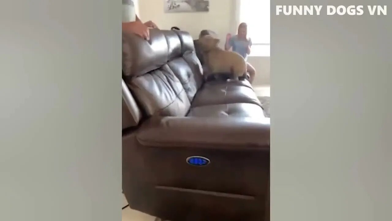 Funniest Animals Video - Funny Dogs And Cats - Try Not To Laugh Animals 2022