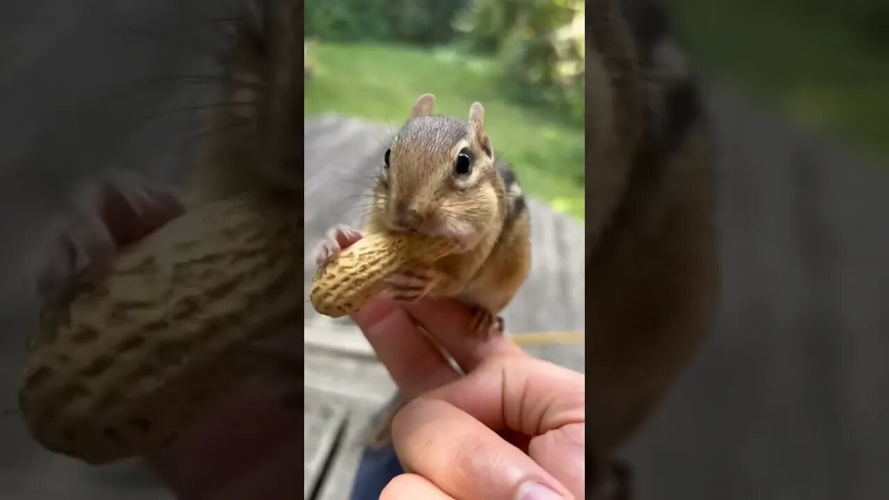 It Sure Feels Good To Feed A Pet Squirrel 🐿️🐿️ 🐿️ #shorts #animals #kingdom #pets #squirrel