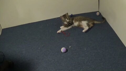 Funny Kitten Can't Decide which Toy to Choose