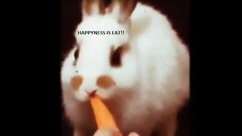 The rabbit and the carrot