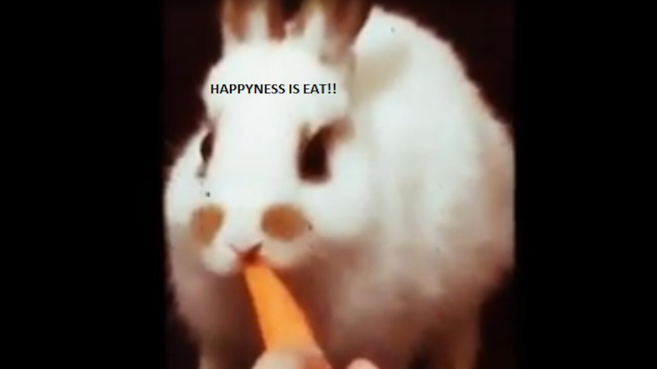 The rabbit and the carrot
