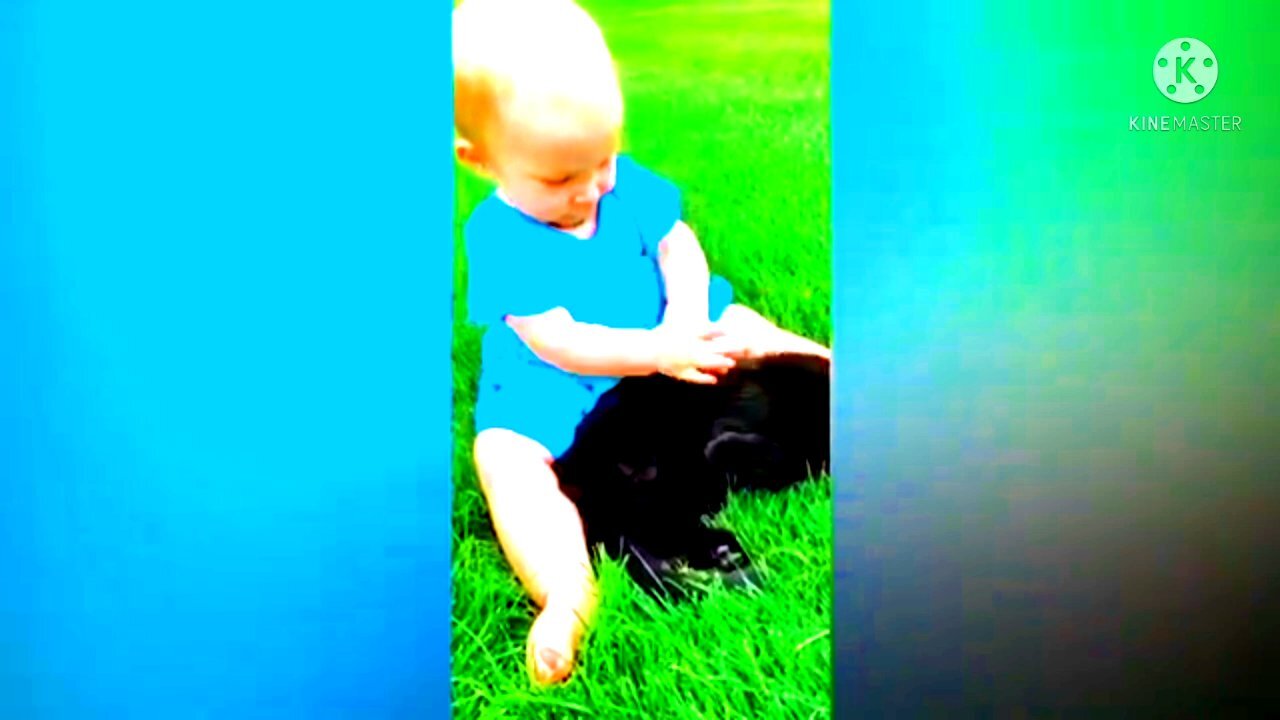 Cat comedy videos entertainment videos animals entertainment
