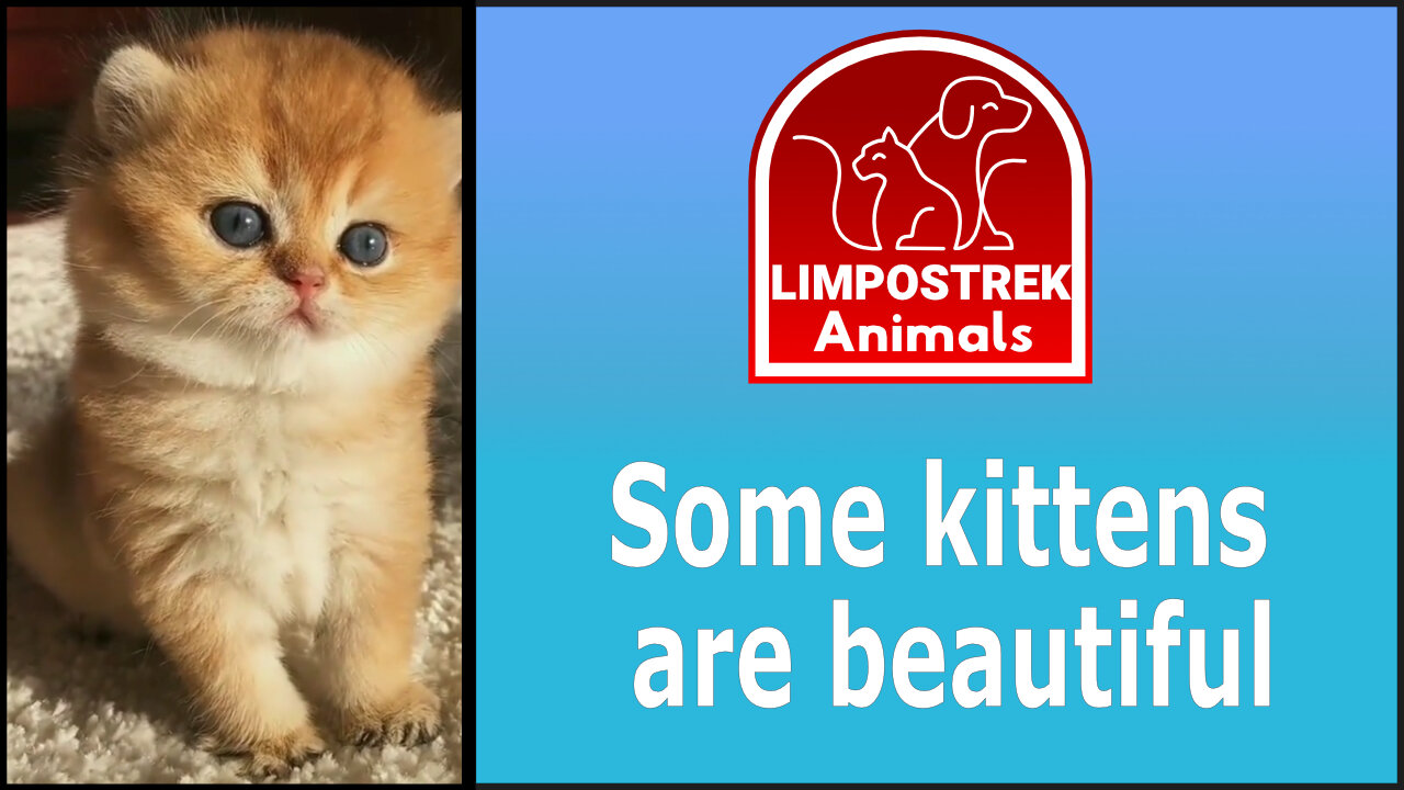 Some kittens are beautiful