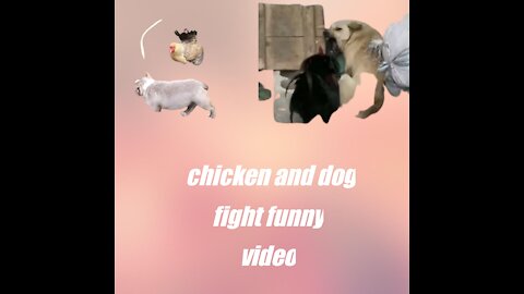 Dog and chicken fight