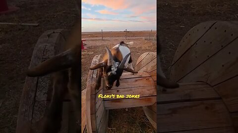 floki and his bad jokes #goats #fun #funny #farmlife #animals #pets #jokes