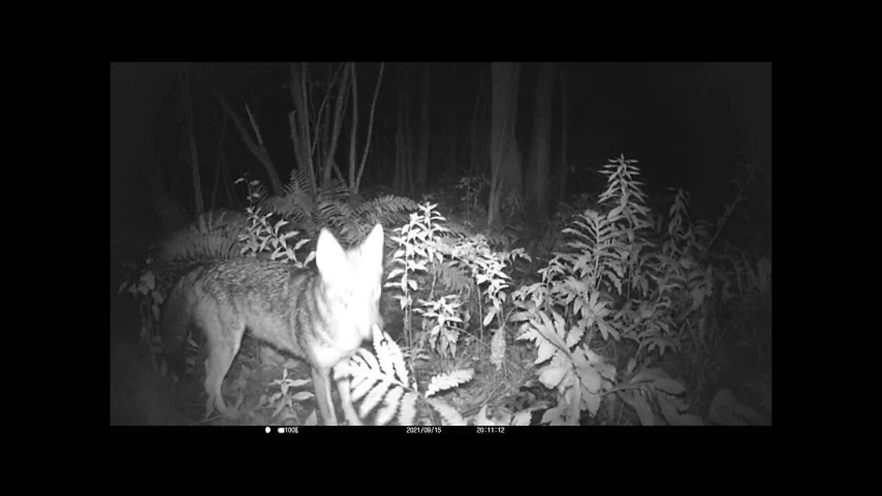 Coyote in Hudson Valley behind Our Office